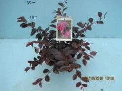 Loropetalum (Loropetalum 'Fire Dance') -OL Planten Winkel 20101207125111 3
