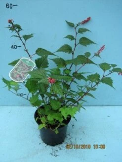 Trosspirea (Neillia Affinis) -OL Planten Winkel 20101207130040 1