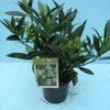 Skimmia (Skimmia Confusa 'Kew Green') -OL Planten Winkel 20101207130641 3