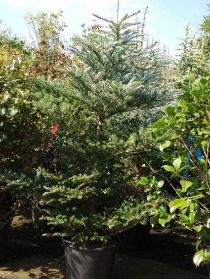 Koreaanse Zilverspar (Abies Koreana) 14 Koreaanse Zilverspar (Abies Koreana) - Afbeelding 12