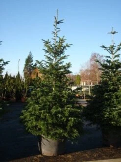 Nordmann-spar (Abies Nordmanniana) 21 Nordmann-spar (Abies Nordmanniana) -OL Planten Winkel 20101207141610 21 1