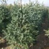 Spaanse Den (Abies Pinsapo 'Glauca') -OL Planten Winkel 20101207142314 6 1