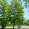 Spaanse Aak (Acer Campestre) -OL Planten Winkel 20101207143648 9