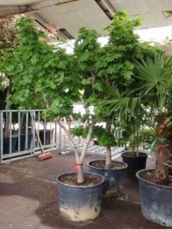 Japanse Esdoorn (Acer Japonicum 'Vitifolium') -OL Planten Winkel 20101207145443 7