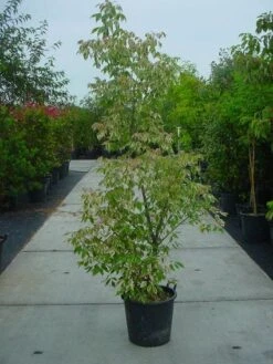 Vederesdoorn (Acer Negundo 'Flamingo') -OL Planten Winkel 20101207151752 6