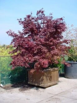 Japanse Esdoorn (Acer Palmatum 'Fireglow') -OL Planten Winkel 20101207153422 11 1