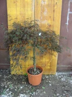 Japanse Esdoorn (Acer Palmatum 'Ornatum') -OL Planten Winkel 20101207164407 11 1