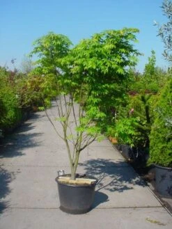 Japanse Esdoorn (Acer Palmatum 'Osakazuki') -OL Planten Winkel 20101207164946 9