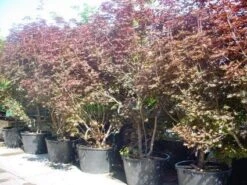 Rode Esdoorn Beveerd (Acer Platanoides 'Crimson Sentry') 9 Rode Esdoorn Beveerd (Acer Platanoides 'Crimson Sentry') -OL Planten Winkel 20101207172806 5