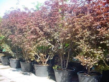 Rode Esdoorn Beveerd (Acer Platanoides 'Crimson Sentry') 4 Rode Esdoorn Beveerd (Acer Platanoides 'Crimson Sentry') - Afbeelding 2