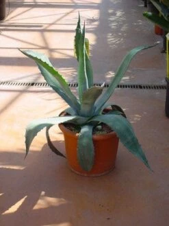 Agave (Agave Americana)