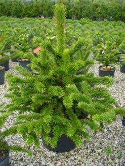 Apeboom (Araucaria Araucana) 28 Apeboom (Araucaria Araucana) -OL Planten Winkel 20101209111447 17