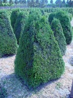 Buxus Als Pyramide (Buxus Sempervirens) -OL Planten Winkel 20101209133624 8