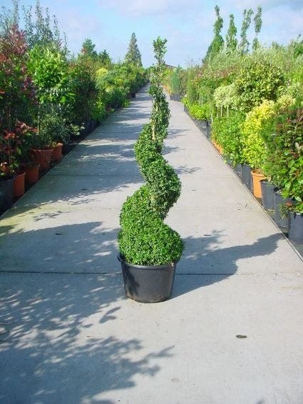 Buxus Als Spiraal (Buxus Sempervirens) 4 Buxus Als Spiraal (Buxus Sempervirens) - Afbeelding 2