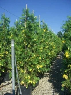 Bonte Libocedrus (Calocedrus Decurrens 'Aureovariegata') -OL Planten Winkel 20101209142007 5 1