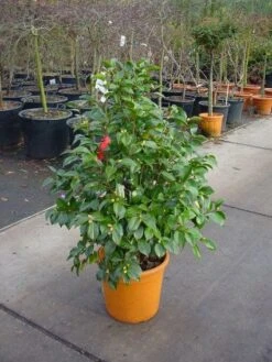 Camelia (Camellia, Rood) 18 Camelia (Camellia, Rood) -OL Planten Winkel 20101209152442 60 12 2