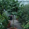 Camelia Op Stam (Camellia Japonica) -OL Planten Winkel 20101209153755 3