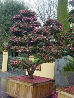 Camelia Als Bonsai (Camellia Sasanqua) -OL Planten Winkel 20101209155313 2