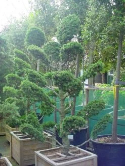 Libanonceder Als Bonsai (Cedrus Libani) 11 Libanonceder Als Bonsai (Cedrus Libani) -OL Planten Winkel 20101210105922 6