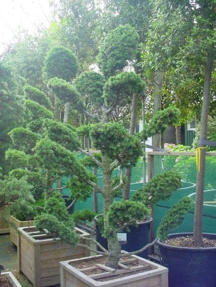 Libanonceder Als Bonsai (Cedrus Libani) 4 Libanonceder Als Bonsai (Cedrus Libani) - Afbeelding 2