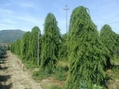 Treurceder (Cedrus Deodara 'Pendula') -OL Planten Winkel 20101212154305 13
