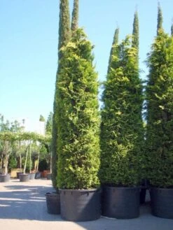 Gele Haagconifeer (Chamaecyparis Lawsoniana 'Ivonne') -OL Planten Winkel 20101212171752 10 1