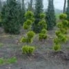 Schijncypres Als Bonsai (Chamaecyparis Lawsoniana 'Ivonne') -OL Planten Winkel 20101212172537 1 1