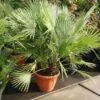 Dwergpalm (Chamaerops Humilis) -OL Planten Winkel 20101213085751 8