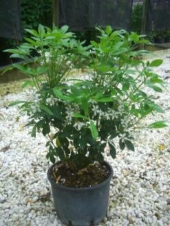 Choisya (Choisya Ternata) -OL Planten Winkel 20101213090655 6