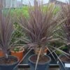 Cordyline (Cordyline Australis 'Atropurpurea') -OL Planten Winkel 20101213093508 8