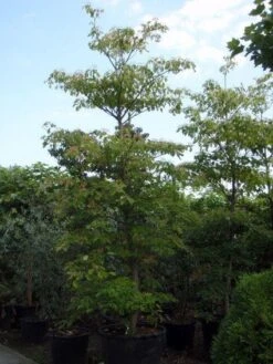 Reuzenkornoelje (Cornus Controversa) -OL Planten Winkel 20101213094526 11