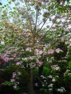 Amerikaanse Kornoelje (Cornus Florida 'Rubra') -OL Planten Winkel 20101213094837 7