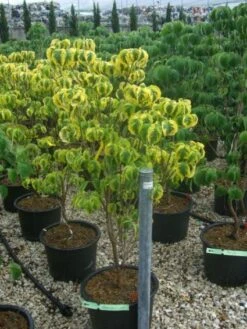 Kornoelje Op Stam (Cornus Florida 'Rainbow') -OL Planten Winkel 20101213095801 1