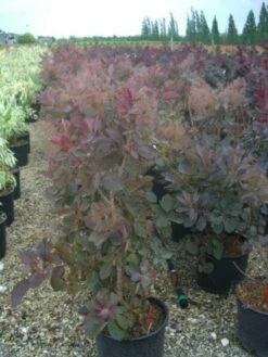 Pruikenboom (Cotinus 'Grace') -OL Planten Winkel 20101213101556 3