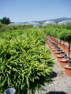 Sikkelden Op Stam (Cryptomeria Japonica 'Globosa Nana') 9 Sikkelden Op Stam (Cryptomeria Japonica 'Globosa Nana') -OL Planten Winkel 20101213102352 1