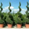 Leylandii Als Spiraal (Cupressocyparis Leylandii)