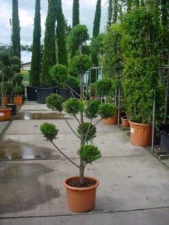 Cupressocyparis Als Bonsai (Cupressocyparis Leylandii 'Castlewellan Gold' ) -OL Planten Winkel 20101213113337 7