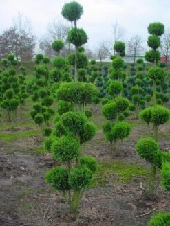 Cupressocyparis Als Bonsai (Cupressocyparis Leylandii 'Gold Rider') -OL Planten Winkel 20101213115003 2
