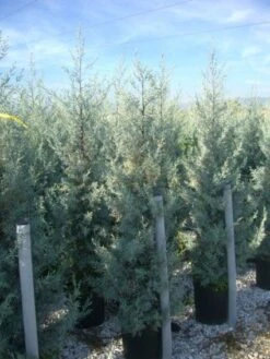 Cipres (Cupressus Arizonica 'Glauca') -OL Planten Winkel 20101213122927 13