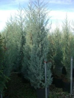 Cipres (Cupressus Arizonica 'Glauca') -OL Planten Winkel 20101213122945 13