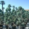 Cipres Als Pompon (Cupressus Arizonica 'Glauca') -OL Planten Winkel 20101213124442 5