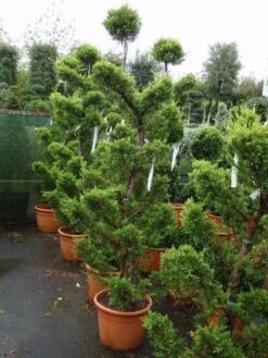 Cipres Als Bonsai (Cupressus Macrocarpa 'Aurea') -OL Planten Winkel 20101213124656 1