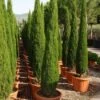 Italiaanse Cipres (Cupressus Sempervirens 'Green Pillar') -OL Planten Winkel 20101213132559 1