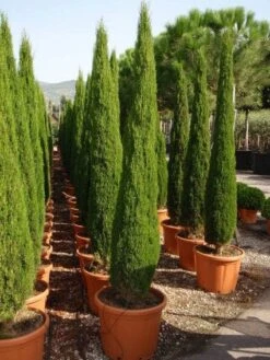 Italiaanse Cipres (Cupressus Sempervirens 'Green Pillar')