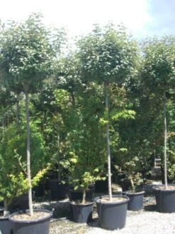 Olijfwilg Als Boom (Elaeagnus Pungens 'Maculata') -OL Planten Winkel 20101213140523 8 1