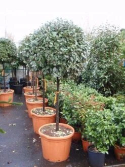 Olijfwilg Op Stam (Elaeagnus Ebbingei) -OL Planten Winkel 20101213141424 3