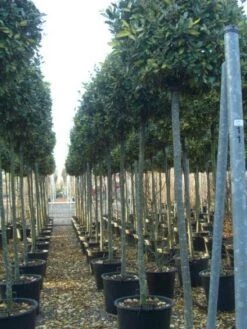Olijfwilg Als Boom (Elaeagnus Pungens 'Maculata') -OL Planten Winkel 20101213143756 2 1