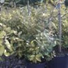 Olijfwilg (Elaeagnus Ebbingei 'Elaeador') -OL Planten Winkel 20101213144550 4 2