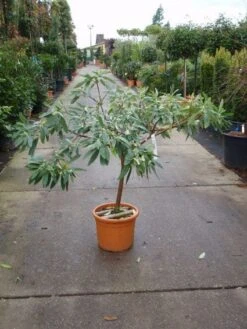 Papierstruik (Edgeworthia Chrysantha) -OL Planten Winkel 20101213150651 3