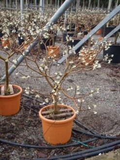 Papierstruik (Edgeworthia Chrysantha) -OL Planten Winkel 20101213150658 3